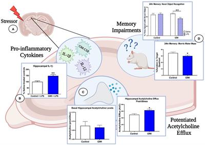 Exposing the latent phenotype of Gulf War Illness: examination of the mechanistic mediators of cognitive dysfunction